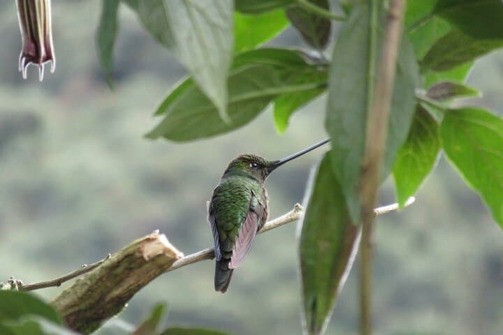 Mindo Cloud Forest: Full-Day Birding, Waterfalls & Wildlife Tour from Quito photo 6