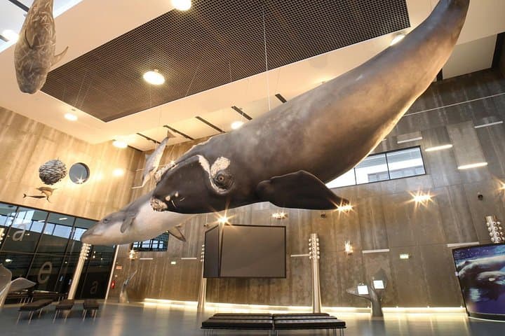 Private Tour: Madeira Whale Museum & Coastal Whaling History (From Funchal) photo 1