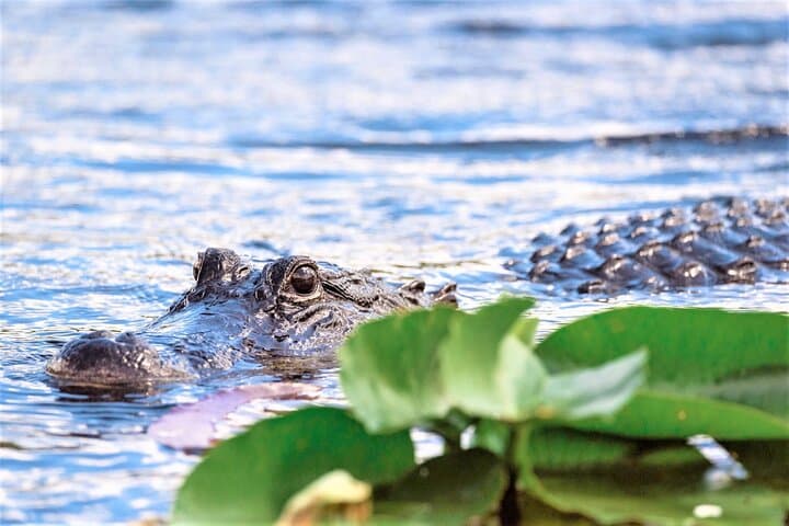 Everglades Holiday Park Airboat Tour: 60-Minute Narrated Ride Through the River of Grass photo 4