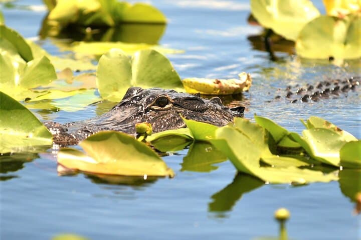 Everglades Holiday Park Airboat Tour: 60-Minute Narrated Ride Through the River of Grass photo 6