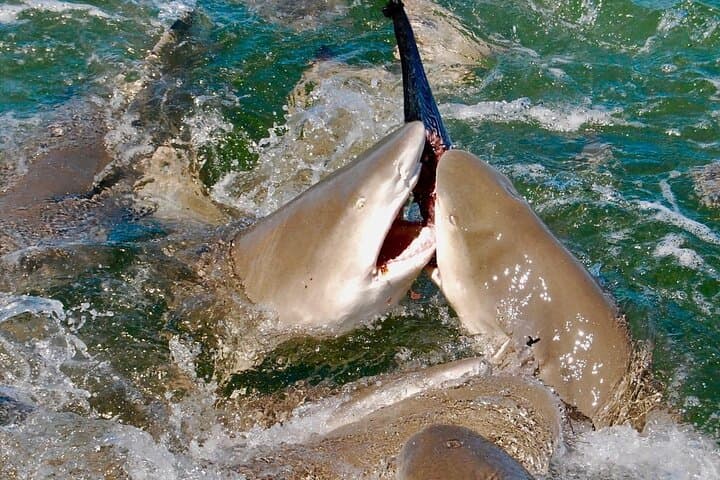 Key West Shark and Wildlife Catamaran Tour — Safe, Up‑Close Shark Viewing photo 6