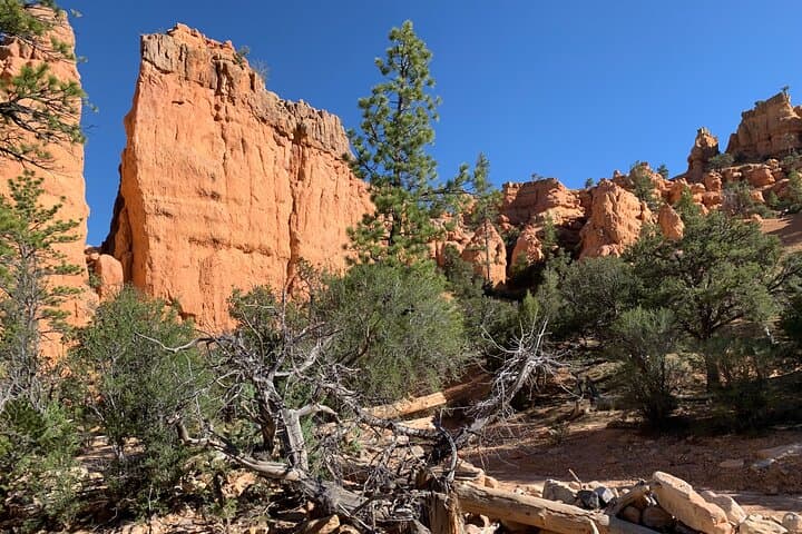 Half-Day Horseback Ride Through Red Canyon Hoodoos — Ruby's Horseback Adventures photo 2
