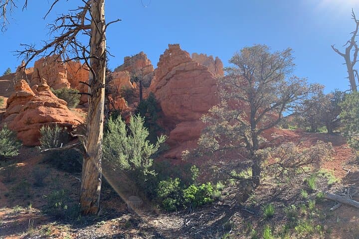 Half-Day Horseback Ride Through Red Canyon Hoodoos — Ruby's Horseback Adventures photo 4