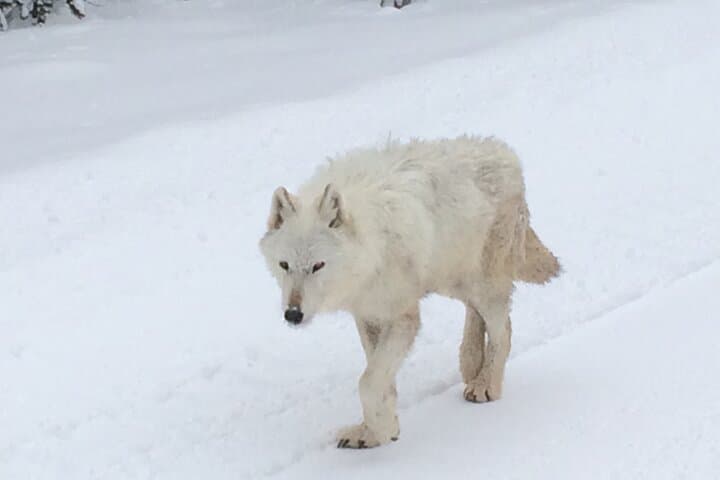 Yellowstone Wolf & Wildlife Private Tour — Lamar Valley Sunrise Safari with Lunch photo 2
