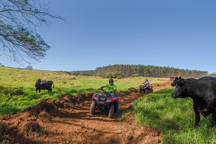 Umauma Falls ATV Tour: Hamakua Coast Waterfall Swim & Scenic 4x4 Ride photo 4
