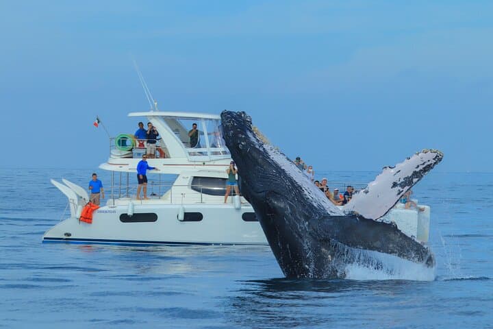Luxury Catamaran Whale Watching in Cabo San Lucas: Hydrophone Cruises to See Humpbacks