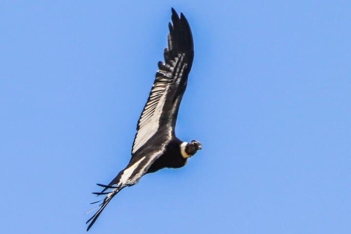Antisana Volcano Day Tour from Quito — Condors, Paramo Hike & La Mica Lake photo 3
