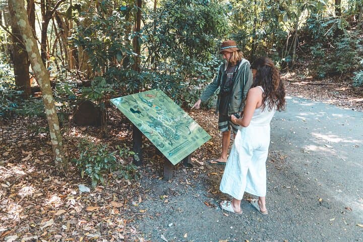 Springbrook & Tamborine Rainforest Day Tour — Natural Bridge, Glow Worms & Curtis Falls photo 2