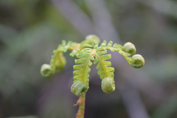 Cruise and Private Rainforest Walk at Franz Josef Glacier photo 4