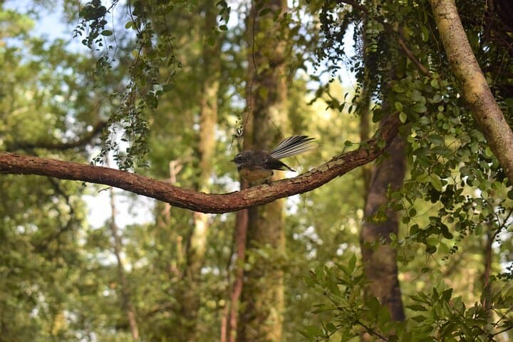 Cruise and Private Rainforest Walk at Franz Josef Glacier photo 5