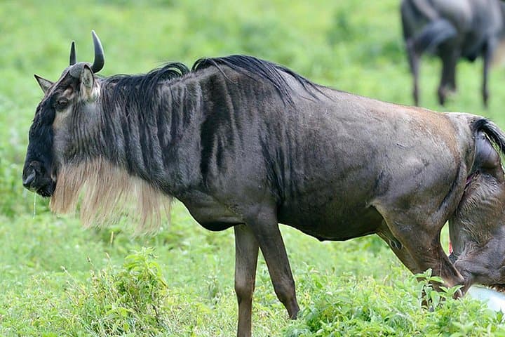 6-Day Ndutu Great Migration Safari — Serengeti, Ngorongoro & Tarangire photo 3
