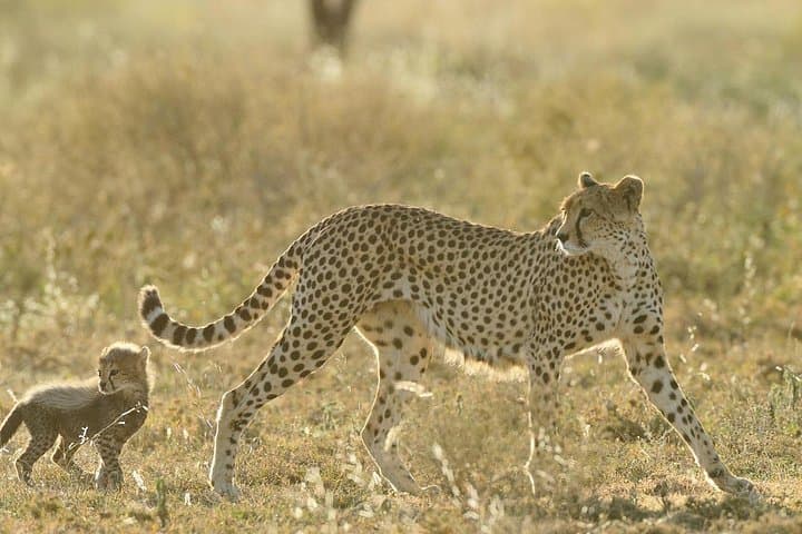 6-Day Ndutu Great Migration Safari — Serengeti, Ngorongoro & Tarangire photo 4