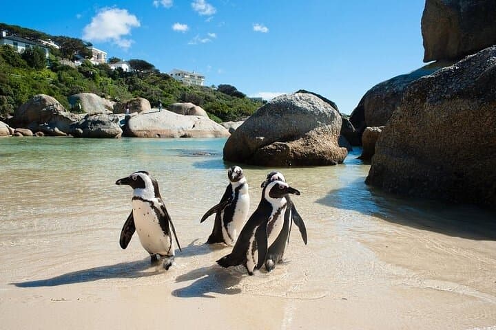 Private Cape Point & Peninsula Full-Day Tour — Avoid Crowds, See Penguins & Coastal Views photo 6