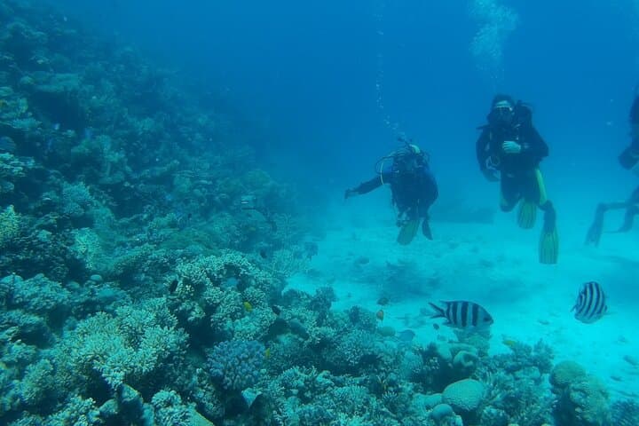Private Red Sea Day Trip from Hurghada — Dolphin House or Island Snorkel & Dive photo 3
