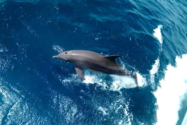 Private Red Sea Day Trip from Hurghada — Dolphin House or Island Snorkel & Dive photo 4