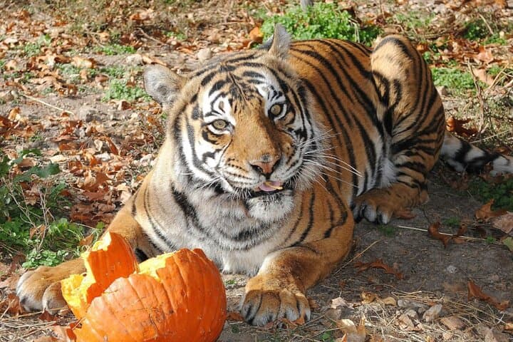 Close Encounters with Big Cats: Awareness Tour at National Tiger Sanctuary photo 3