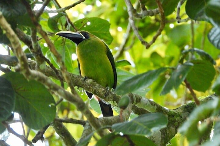 Morning Walk in Monteverde Cloud Forest Reserve — Guided Cloud-Forest Nature Tour photo 5