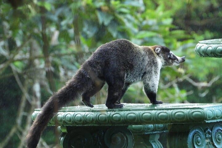 Morning Walk in Monteverde Cloud Forest Reserve — Guided Cloud-Forest Nature Tour photo 6