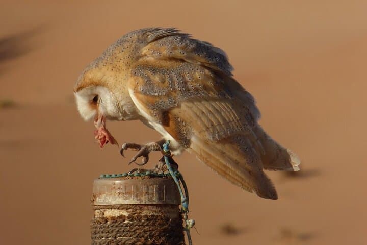 Fly a Falcon in Dubai: Falconry Safari at Dubai Desert Conservation Reserve photo 3