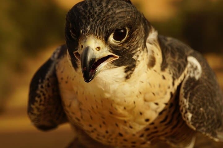 Fly a Falcon in Dubai: Falconry Safari at Dubai Desert Conservation Reserve photo 4