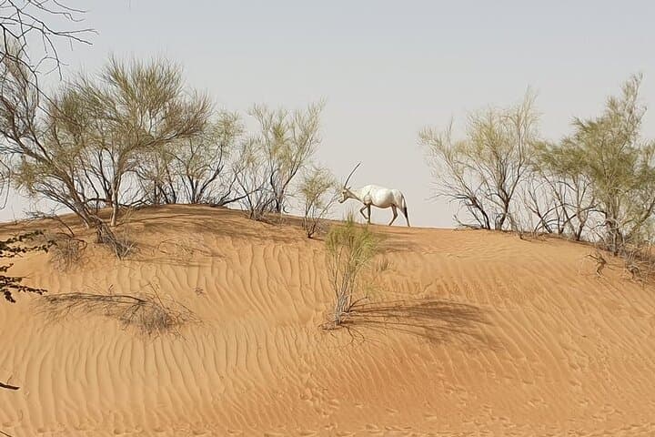 Fly a Falcon in Dubai: Falconry Safari at Dubai Desert Conservation Reserve photo 6