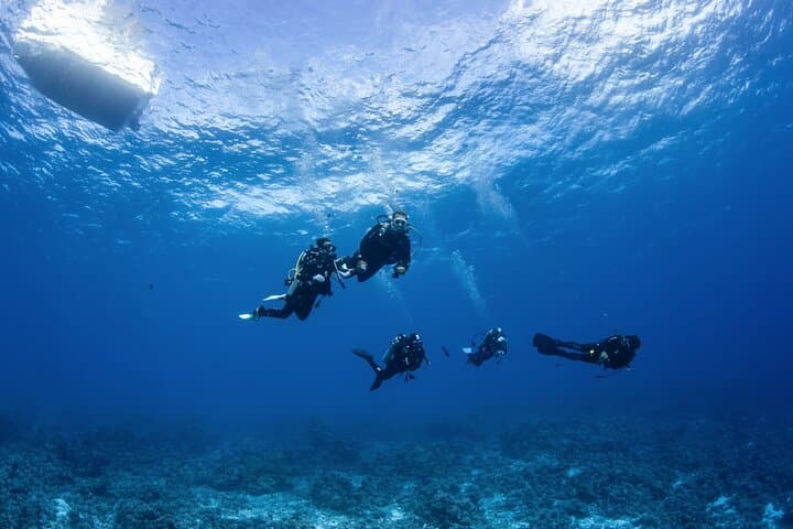 Bora Bora Morning 2-Tank Dives: Manta Rays, Shark Passes & Coral Gardens photo 6