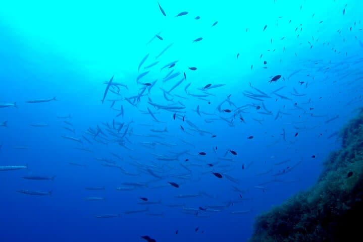 Two Morning Shore Dives in Gozo: Guided Scuba for Certified Divers photo 5