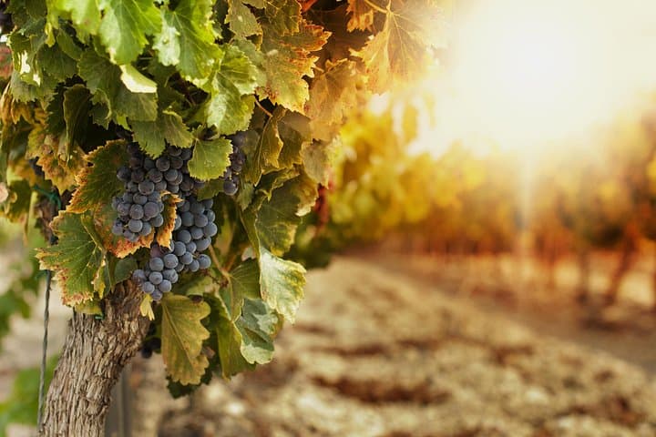Sonoita-Elgin Wine Country Private Tour: Wines, Views & High-Desert Vines photo 1