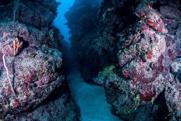 Costa Maya 1-Tank Dive for Certified Divers – Mesoamerican Reef Adventure photo 2
