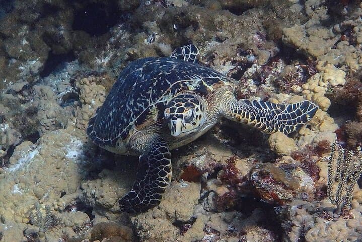 Isla Mujeres Scuba Diver Certification: 2-Day PADI Course in the National Marine Park photo 4