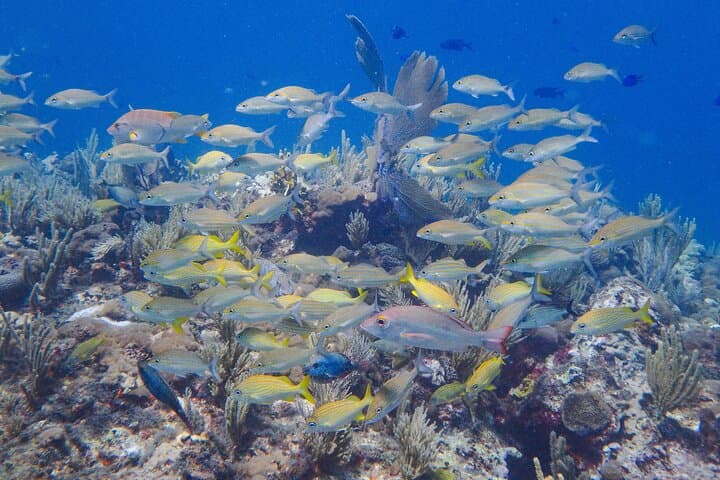 Isla Mujeres Scuba Diver Certification: 2-Day PADI Course in the National Marine Park photo 5