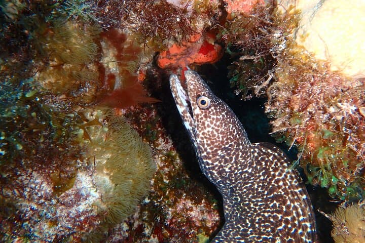 Isla Mujeres Scuba Diver Certification: 2-Day PADI Course in the National Marine Park photo 6