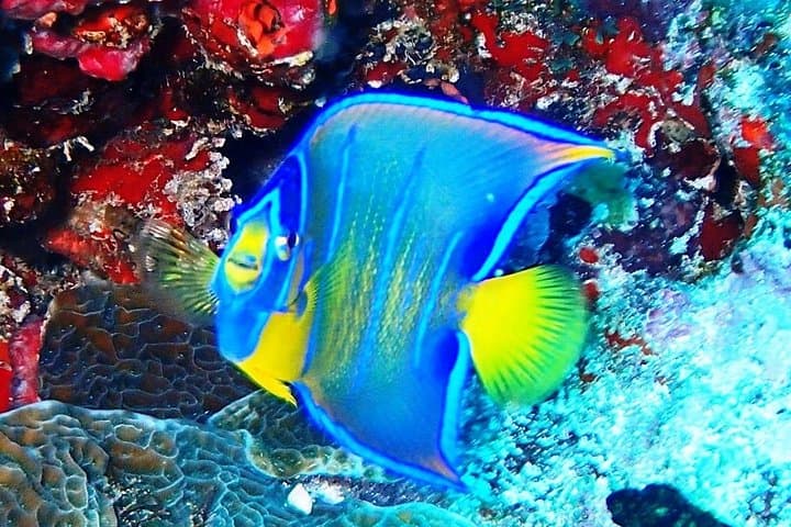 PADI Open Water Certification on Isla Mujeres: 3-Day Scuba Course in Marine Park photo 3