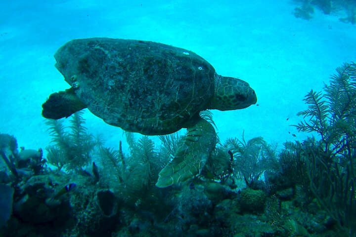 Costa Maya 1-Tank Dive for Certified Divers – Mesoamerican Reef Adventure photo 3
