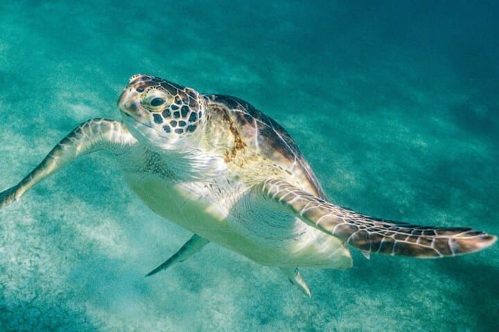 Costa Maya Snorkel Tour: Explore the Mesoamerican Barrier Reef from Mahahual photo 2