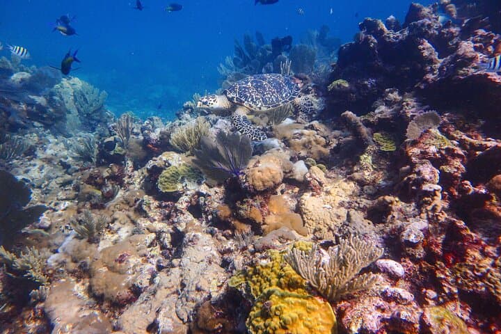 PADI Open Water Certification on Isla Mujeres: 3-Day Scuba Course in Marine Park photo 6
