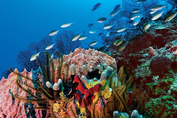 Costa Maya Two-Tank Dive: Explore the Mesoamerican Reef off Mahahual photo 5