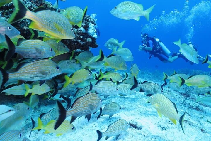Costa Maya Two-Tank Dive: Explore the Mesoamerican Reef off Mahahual photo 6