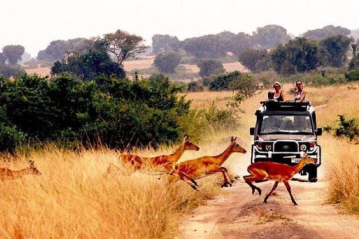 10-Day Uganda Safari: Gorillas, Game Drives & Nile Boat Safaris photo 1