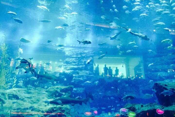 Dubai Aquarium & Underwater Zoo — Walk the 48m Tunnel and Meet Sand Tiger Sharks photo 2