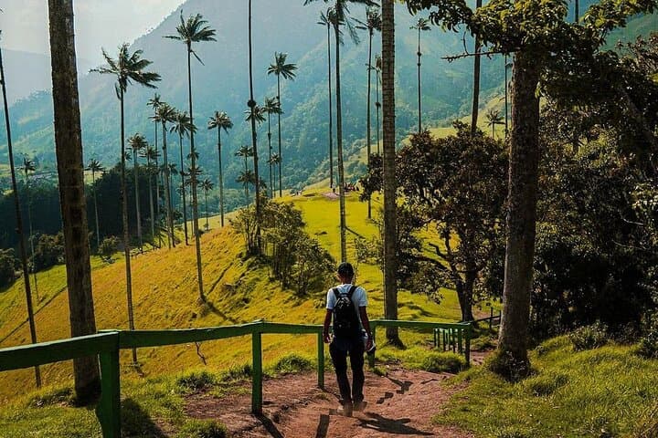 Cocora Valley Wax Palm Hike and Coffee Farm Tour from Salento photo 5