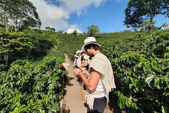 Cocora Valley Wax Palm Hike and Coffee Farm Tour from Salento