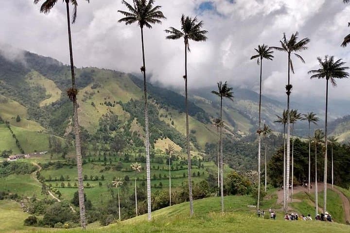 Cocora Valley Day Hike and Filandia Cultural Tour from Salento photo 4