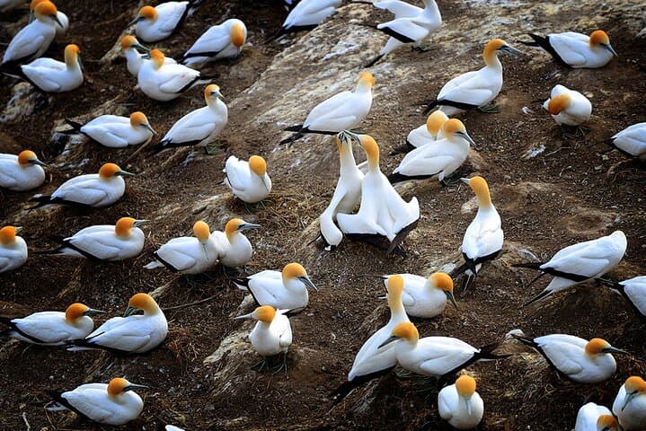 Auckland Wild West Coast & Black Sand Beaches Tour with Gannets and Brewery Lunch photo 3
