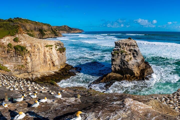 Auckland Wild West Coast & Black Sand Beaches Tour with Gannets and Brewery Lunch photo 2