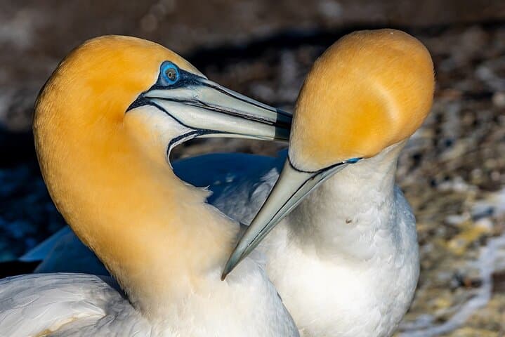 Auckland Wild West Coast & Black Sand Beaches Tour with Gannets and Brewery Lunch photo 4