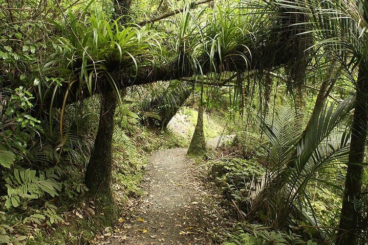 Auckland Wild West Coast & Black Sand Beaches Tour with Gannets and Brewery Lunch photo 5