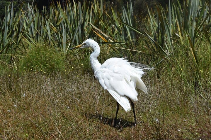 Lake Mapourika Scenic Cruise: 2-Hour Wildlife & Alpine Reflection Tour photo 5