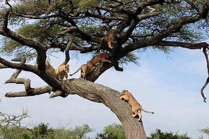 Luxury 8-Day Serena Safari: Serengeti, Ngorongoro & Tarangire in Comfort photo 1