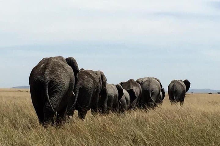 Luxury 8-Day Serena Safari: Serengeti, Ngorongoro & Tarangire in Comfort photo 4